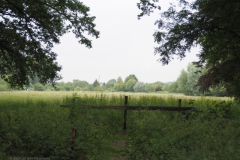 grasland#(20240607)b landschappen