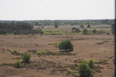 radiokootwijk#(20230610) landschappen
