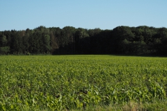 akker#(20240619) landschappen