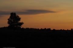 sunset edese heide#(20240624)c landschappen