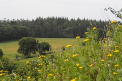 wekerom#(20200727)b landschappen