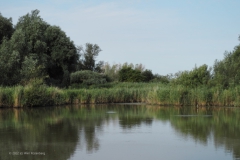 oostvaardersplassen#(20220729)a landschappen