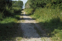 oostvaardersplassen#(20220729)p landschappen