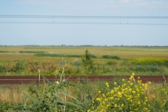 oostvaardersplassen#(20220729)r landschappen