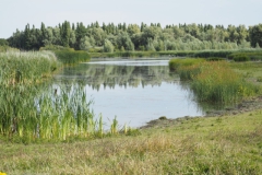 oostvaardersplassen#(20220729)c landschappen