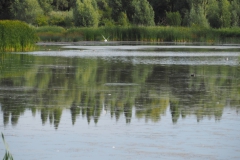 oostvaardersplassen#(20220729)d landschappen