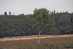 edese heide#(20210803)a landschappen