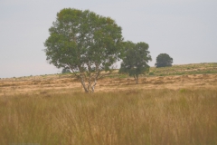 edese heide#(20210803)b landschappen