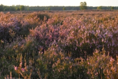 edese heide#(20230815)a landschappen