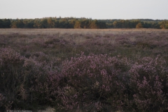 edese heide#(20230815)b landschappen