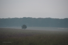 sunrise planken wambuis#(20200816)g  landschappen