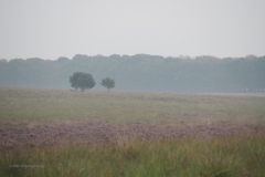 sunrise planken wambuis#(20200816)f landschappen