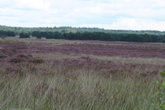 edese heide#(20230828)a landschappen