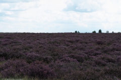 edese heide#(20230828)b landschappen