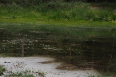waterplas#(20230828) landschappen