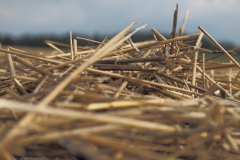 akker#(20210830)aa landschappen