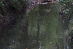 spreng#(20200905)a landschappen