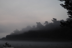 bosrand#(20230909) landschappen