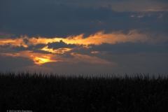 sunset maisveld#(20230911) landschappen