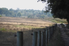 wijde veldpad#(20200920)a landschappen