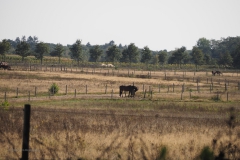 wijde veldpad#(20200920)b landschappen
