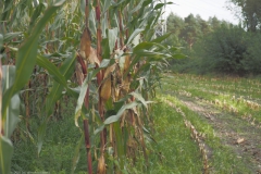 akker#(20211017)b landschappen