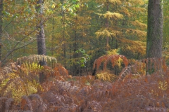 edese bos#(20211031)a landschappen