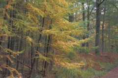 edese bos#(20211031)b landschappen