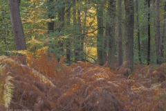 edese bos#(20211031)c landschappen