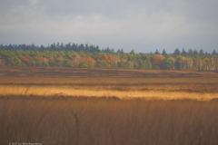 ginkelse heide#(20211113) landschappen
