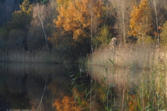 kreelse plas#(20231117) landschappen