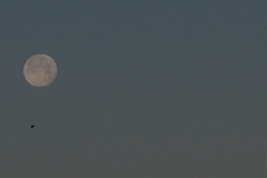 maan#(20231128)b landschappen