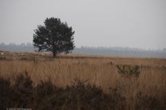 ginkelse heide