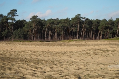 zand#(20201205)a
