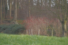 gelderse roos#(20211210) landschappen