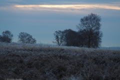 sunrise ginkelse heide#(20221214)e landschappen