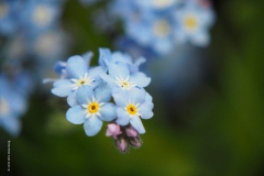 vergeet-mij-nietje#(20190423) blogs