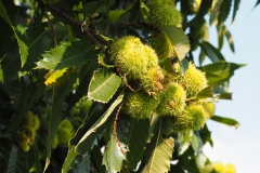 tamme kastanje#(20170924) blogs