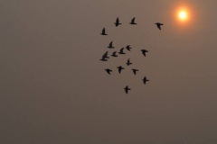 vogel#(20171017) blogs