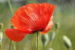 klaproos#(20180604) blogs