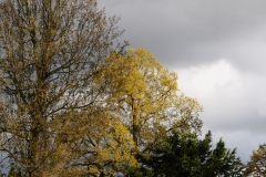 bomen#(20210504)a bomen