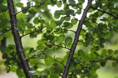 blad#(20220529) bomen
