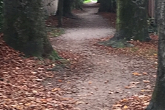 beuk#(20201105) bomen