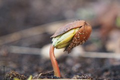 beukennoot#(20190327) bomen
