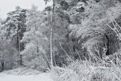 grove den#(20260103) bomen