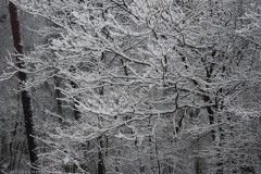 takken#(20260103) bomen