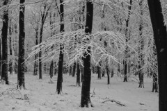 beuk#(20260103)b bomen