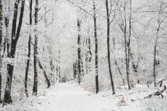 beuk#(20260103)a bomen