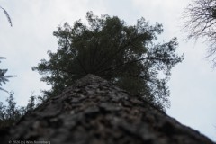 grove den#(20260108) bomen