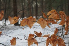 blad#(20260108) bomen